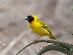 Western_Corridor2009-125